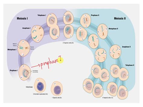 Solved Crossing Over Is A Very Important Event In Prophase I Of