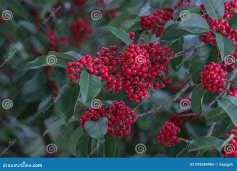 Ilex Rotunda Thunb Stock Photo Image Of Fruit Documentary