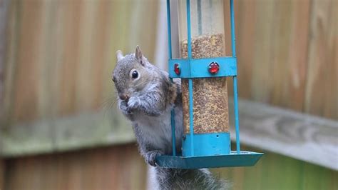 A Squirrel Eating Nuts Free Stock Video Footage, Royalty-Free 4K & HD ...