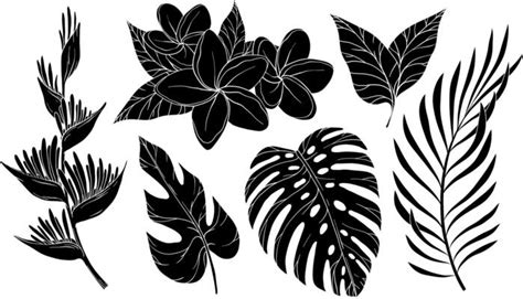 Tropical Plant Silhouette Vector Art Icons And Graphics For Free Download