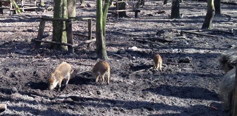 F Nf Schweinchen Kommen Gelaufen Schwein Fingerspiele Kleine Schweine