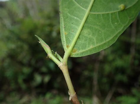 Ficus Moraceae Image At Phytoimages Siu Edu