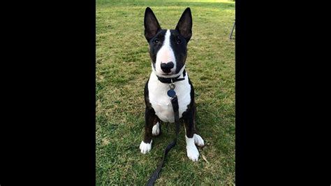 77+ Bull Terrier Training Picture - Bleumoonproductions