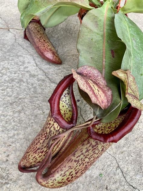 Carnivorous Plant Nepenthes Miranda Pitcher Plant 15cm Pot