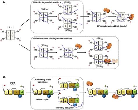 Dynamics Of E Coli Single Stranded Dna Binding Ssb Protein Dna