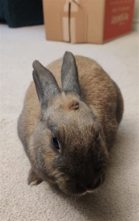 Vancouver Rabbit Rescue And Advocacy