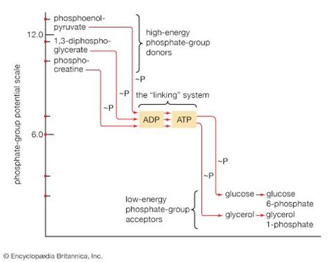 Adenosine triphosphate (ATP) | Definition, Structure, Function, & Facts | Britannica