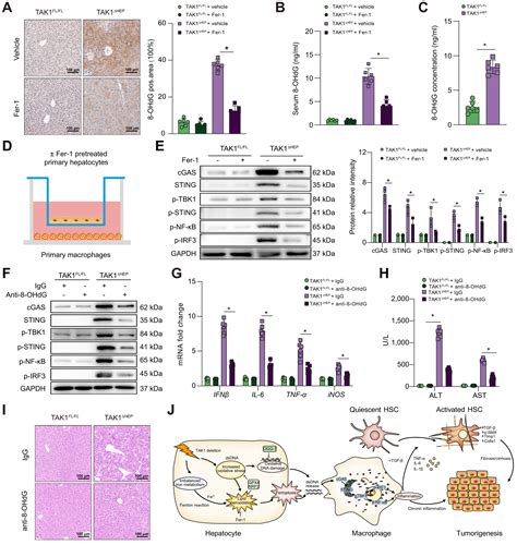 TAK1 Deficiency Promotes Liver Injury And Tumorigenesis Via Ferroptosis