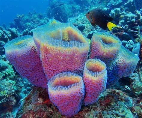 The Importance Of Sponges In Reef Ecosystems