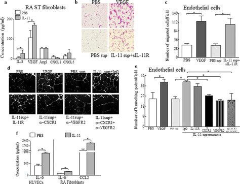 Vegf And Il 8 Produced From Il 11 Treated Ra St Fibroblasts Contribute Download Scientific