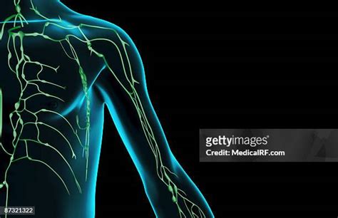 Lymph Nodes Arm Photos And Premium High Res Pictures Getty Images