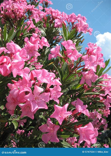 Oleander flowers stock photo. Image of pink, beautiful - 5747534