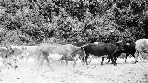 Herd Of Nguni Cattle Stock Photo Image Of Outside Country 81170310