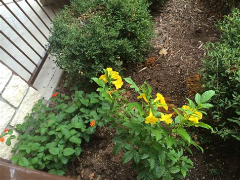 Texas Yellow Bells Plants Bells Yellow