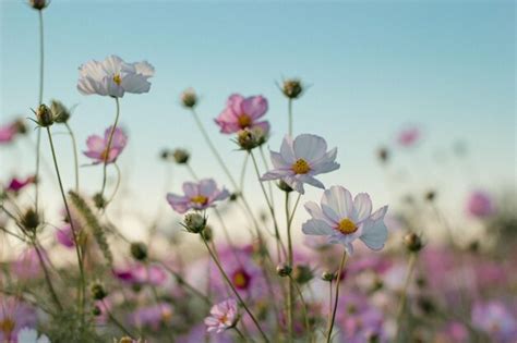 Premium Photo Selective Focus Of Colorful Garden Cosmos Flowers