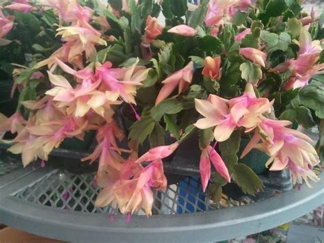 Christmas Cactus Champagne Rare Succulent 5 Double Etsy Christmas