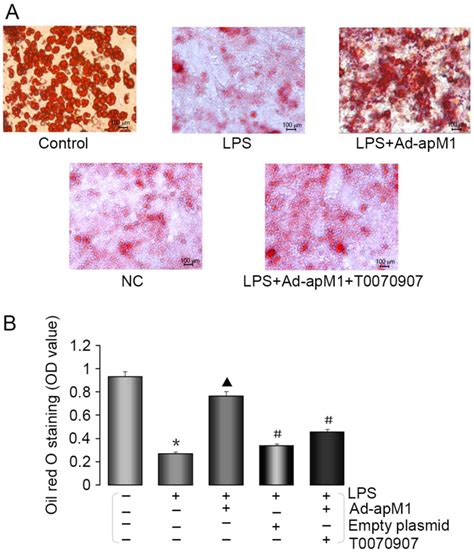 Adiponectin Promotes Preadipocyte Differentiation Via The Ppar Pathway