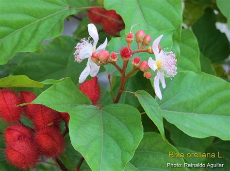 Medicinal Plants Bixa Orellana Annato Lipstick Tree