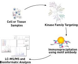 Alk Ros Cell Signaling Technology