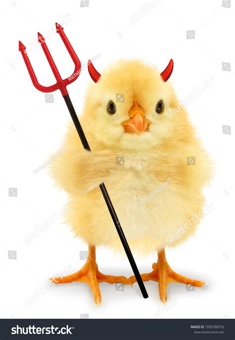 1,518 Chicken Devil Images, Stock Photos & Vectors | Shutterstock