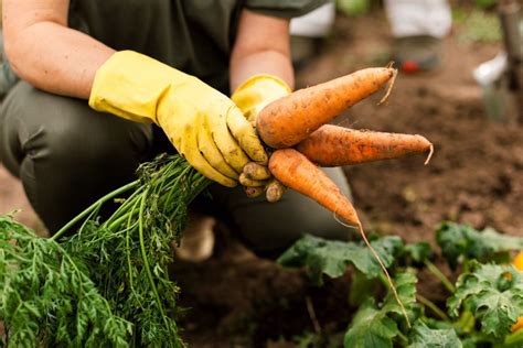 Qué puedes plantar en junio y consejos para su cultivo Organic Store