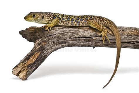 Leopard Spotted Gecko Stock Photo Image Of Amphibian 9351014