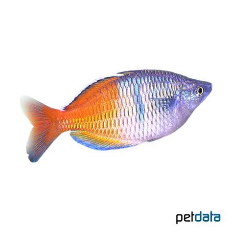 Boesemans Rainbowfish Melanotaenia Boesemani Pet Wiki