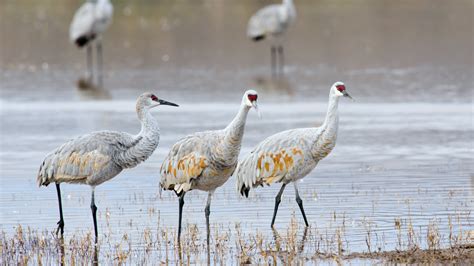 Importance of Wetlands in Water Management and Biodiversity