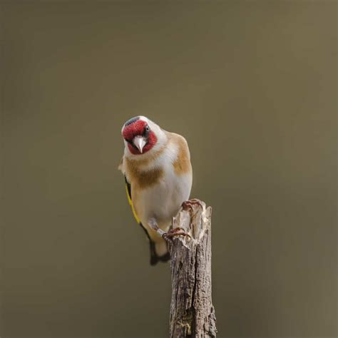 All about the Goldfinch - GardenBird