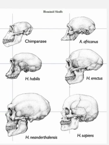 WEEK 7 LESSON 1: Anatomically Modern Humans Flashcards | Quizlet