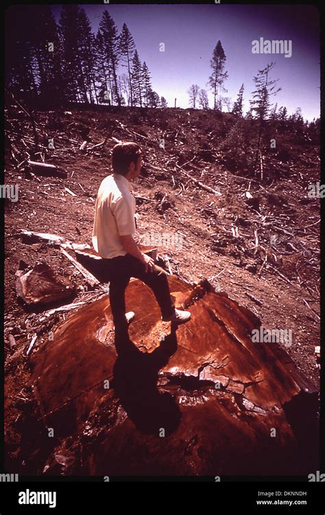 INDISCRIMINATE LOGGING HAS DESTROYED TIMBER ON SLOPES OF THE REDWOOD ...