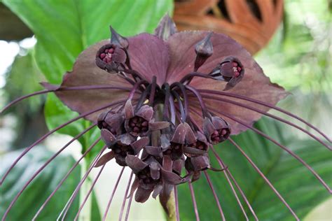 Las Flores M S Raras Del Mundo Con Nombres Y Fotograf As