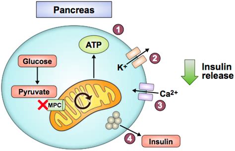 Biomolecules Free Full Text Mitochondrial Pyruvate Carrier Function