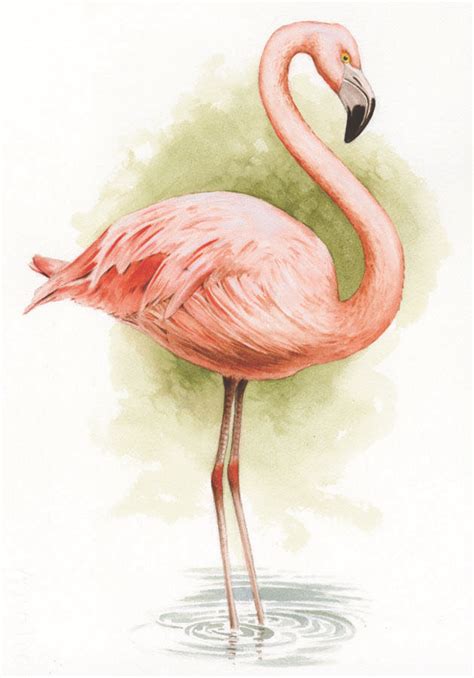 Pin By Terry Stiles Mckee On Flamingos Flamingo Illustration