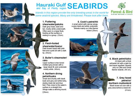 Hauraki Gulf Seabird Identification Guide Gulf Journal Hauraki Gulf