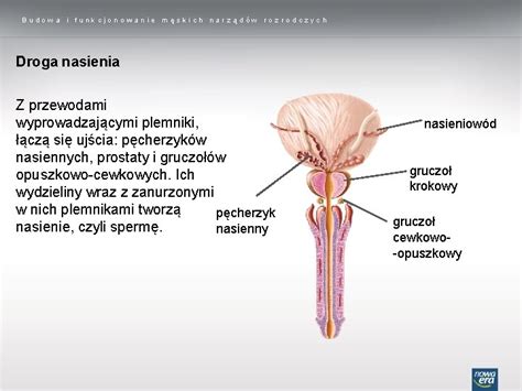 Temat Lekcji Budowa I Funkcjonowanie Mskich Narzdw Rozrodczych