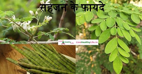 सहजन मोरिंगा के फायदे और नुकसान Sahjan Moringa Benefits And Side Effects In Hindi Live