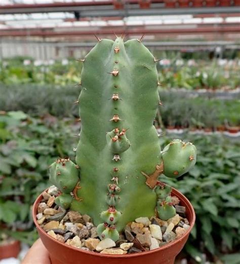 Euphorbia Resinifera Succulent Guide