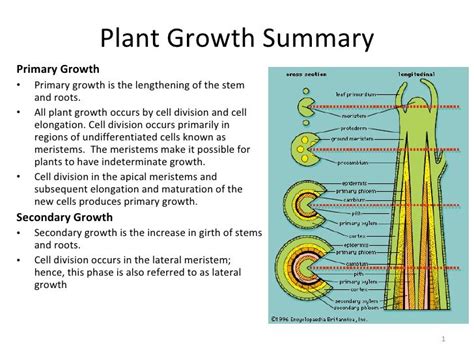 Plant Growth Summary Plant Growth Primary Growth Plant Science