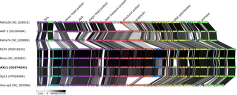 Comparative Genome Alignment Of AXL1 And Phages Of The Pamexvirus