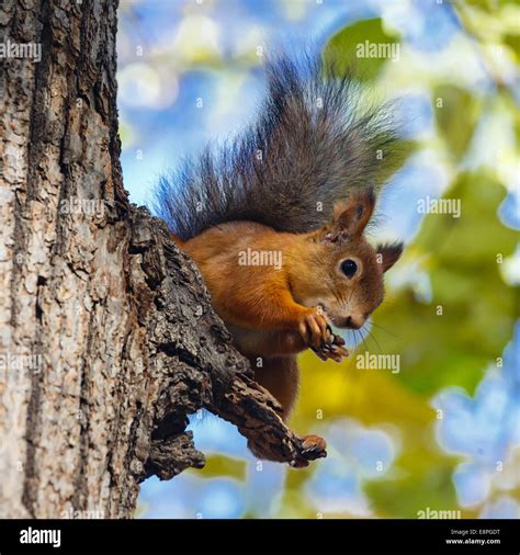 Squirrel Gnawing Nuts Sitting On A Tree Stock Photo Alamy