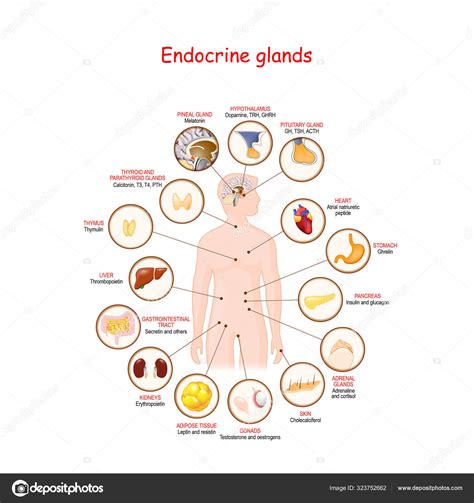 Glándulas y hormonas endocrinas Stock Vector by edesignua 323752662