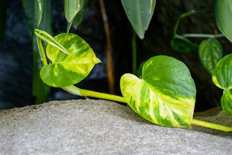 Como Cultivar Jiboia Confira Dicas Da Planta Preferida Dos Paisagistas