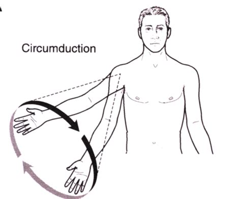 Circumduction Anatomy