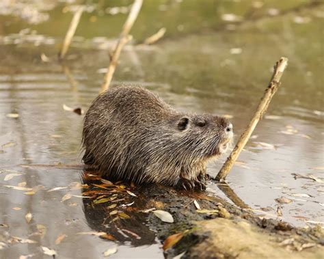 Coypu | Animal Bio Wiki | Fandom