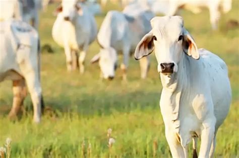 Desarrollo Del Campo Y La Ganader A Proyectos Para Yopal Del Alcalde