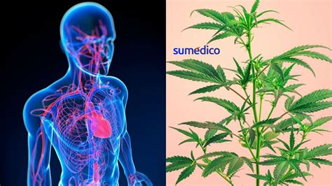 Efectos De La Marihuana En La Salud Cardiovascular Su Médico