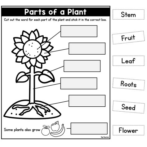 Parts of a Plant Worksheet - Top Teacher