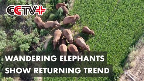 China S Migrating Elephant Herd Shows Returning Trend Youtube