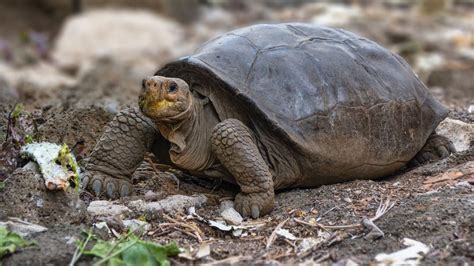 Logran Resucitar A Tortuga Dada Por Extinta C Mo Lo Lograron